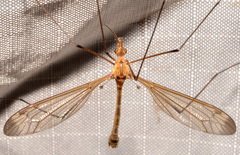 Tipula apicalis
