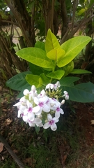 Pseuderanthemum carruthersii