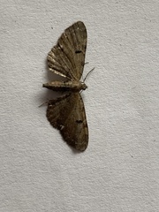 Eupithecia assimilata