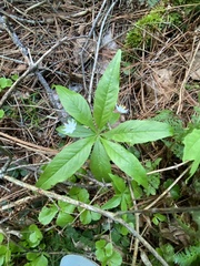 Lysimachia borealis