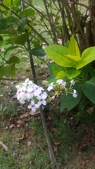 Pseuderanthemum carruthersii