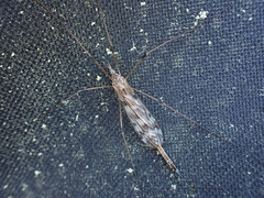 Tipula trivittata