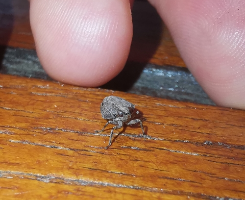 Common issid planthopper photo 6