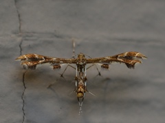 Oxyptilini