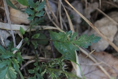 Scrophularia juratensis