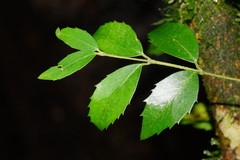 Atherosperma moschatum