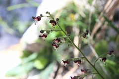 Scrophularia juratensis