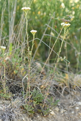 Achillea odorata