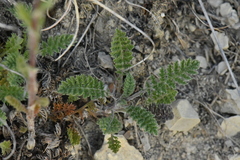 Achillea odorata