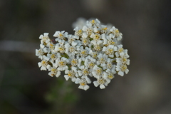 Achillea odorata