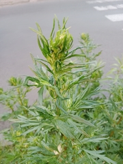 Artemisia vulgaris