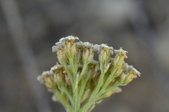 Achillea odorata
