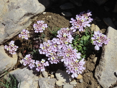 Iberis carnosa