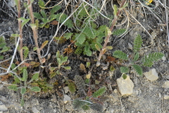 Achillea odorata