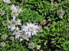 Globularia repens