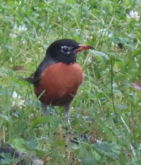 Turdus migratorius