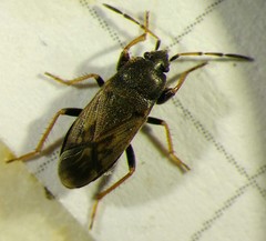 Megalonotus sabulicola