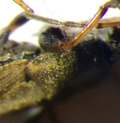 Megalonotus sabulicola