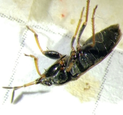 Megalonotus sabulicola
