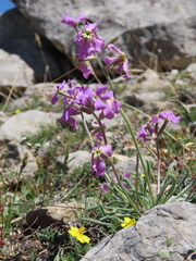 Matthiola perennis