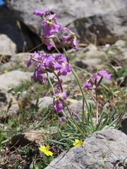 Matthiola perennis