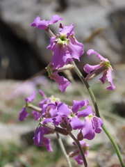 Matthiola perennis
