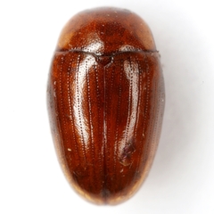 Pseudischyrus extricatus