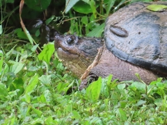 Chelydra serpentina
