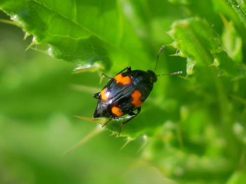 Orange-spotted Scaphidium photo 4