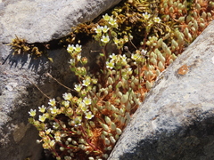 Saxifraga conifera