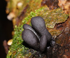 Xylaria castorea