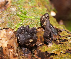 Xylaria castorea