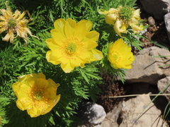 Adonis pyrenaica