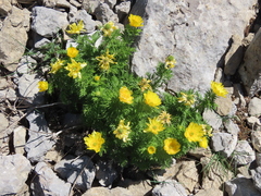 Adonis pyrenaica