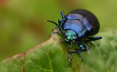 Oreina caerulea