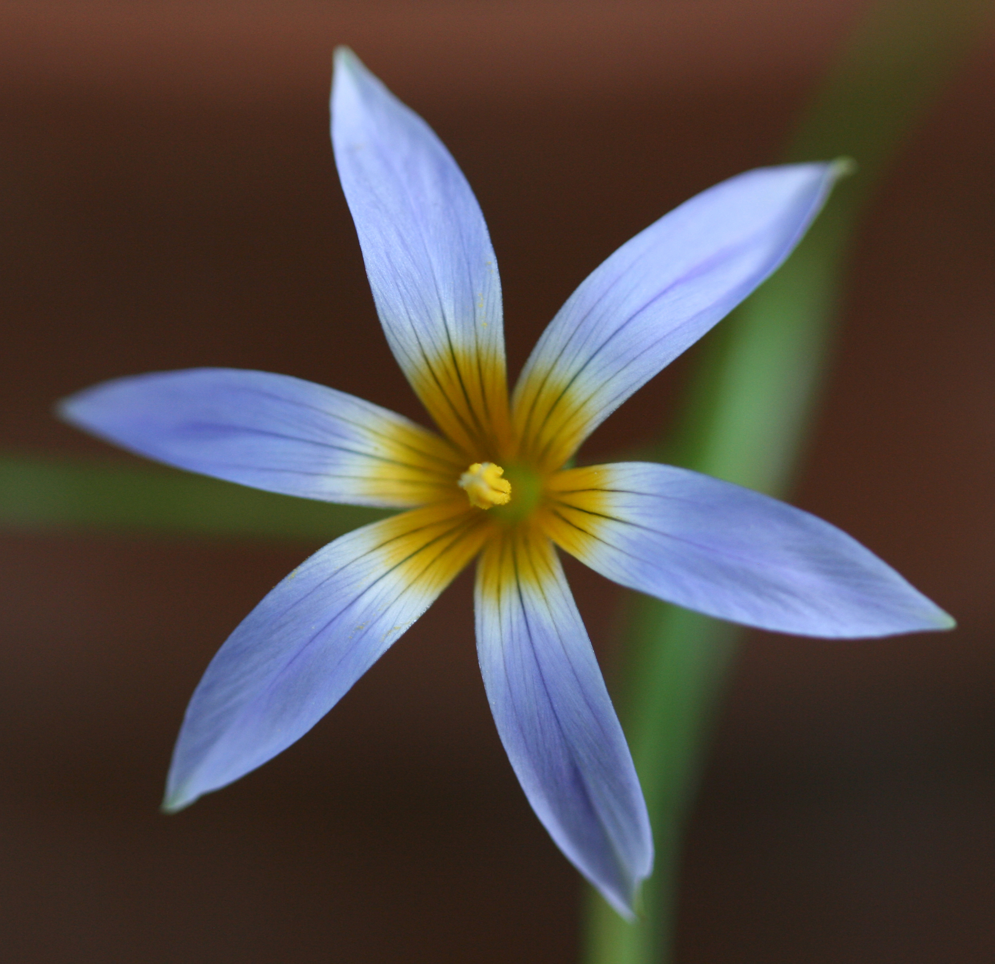 Romulea