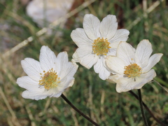 Anemone pavoniana