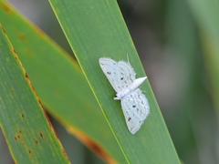 Parapoynx allionealis