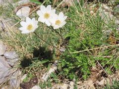 Anemone pavoniana