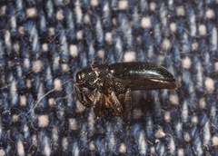 Aulacobaris