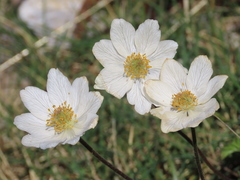 Anemone pavoniana