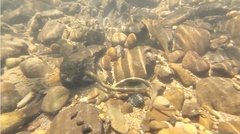 Lampetra richardsoni