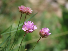 Armeria cantabrica