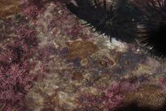 Anomastraea irregularis