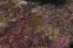 Anomastraea irregularis