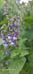 Scutellaria altissima