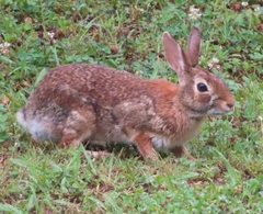 Sylvilagus floridanus