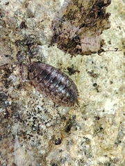 Porcellio debueni