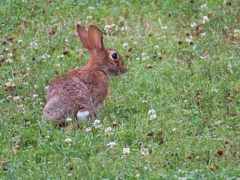 Sylvilagus floridanus