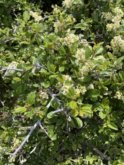 Ceanothus incanus